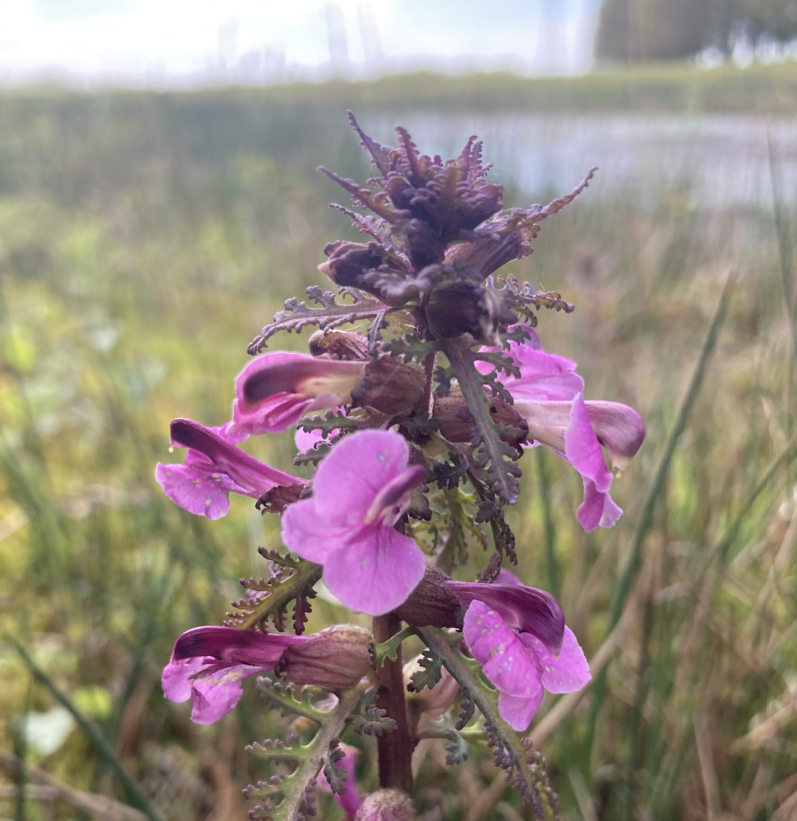 moeraskartelblad